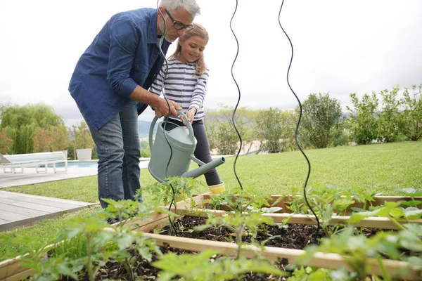 父亲和女儿一起园艺 家庭菜园 — 图库照片
