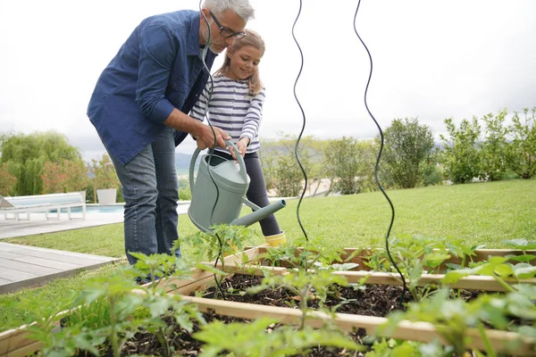 Pai Filha Jardinagem Juntos Horta Casa — Fotografia de Stock