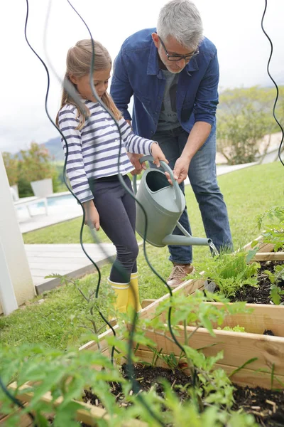 Pai Filha Jardinagem Juntos Horta Casa — Fotografia de Stock