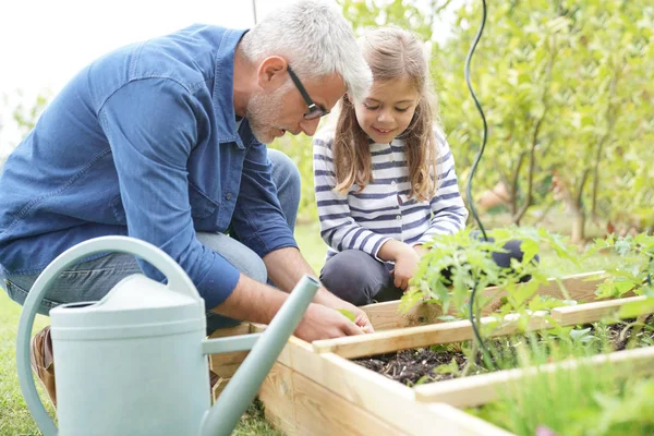 Father Daughter Gardening Together Home Vegetable Garden — Stock Photo, Image