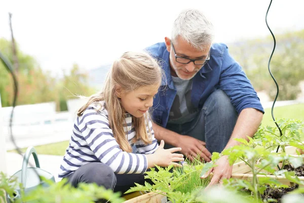 Apa Lánya Együtt Otthoni Növényi Kert Kertészet — Stock Fotó