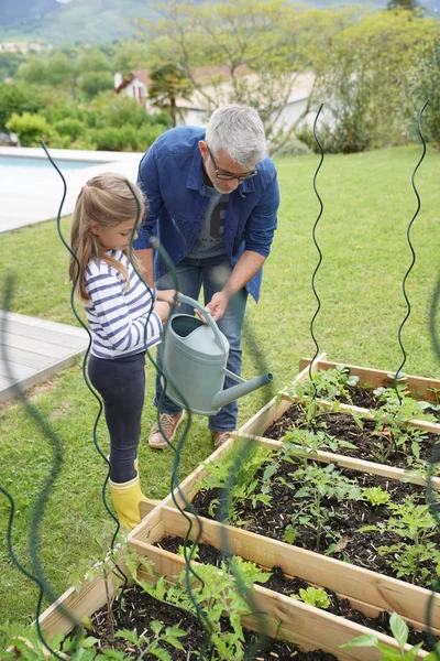 Father Daughter Gardening Together Home Vegetable Garden — Stock Photo, Image
