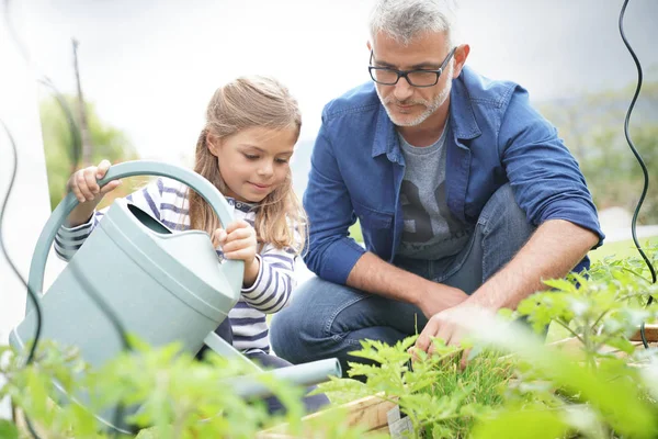 Vater Und Tochter Gärtnern Zusammen Heimischer Gemüsegarten — Stockfoto