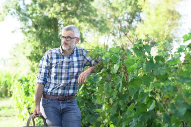 Erkek Winemaker bağ ayakta