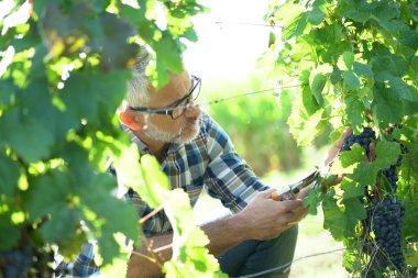 Bağ çalışan erkek hasat 