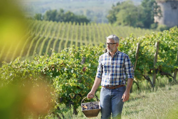 Vinificatore Che Cammina Vigna Durante Stagione Della Vendemmia — Foto Stock