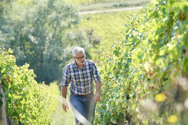 Enólogo Caminando Viñedo — Foto de Stock