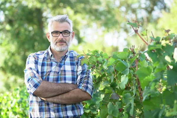 Male Winemaker Standing Vineyard — Stock Photo, Image