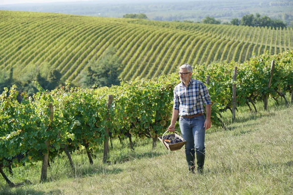 Winemaker Bağ Hasat Sezonu Boyunca Yürüyüş — Stok fotoğraf