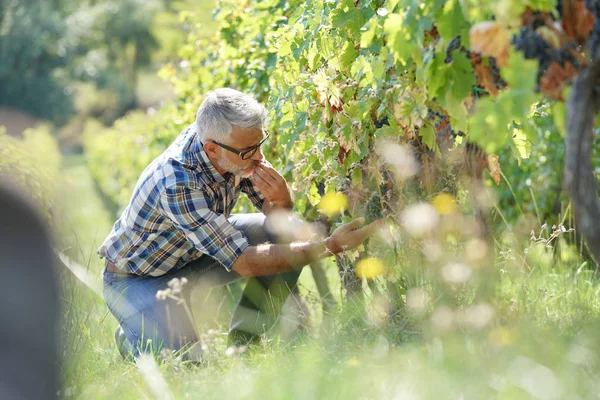 Viticultor Comprobando Filas Viñedos Uvas — Foto de Stock