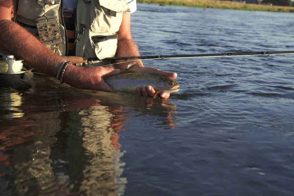 Pescador Mosca Captura Trucha Arco Iris Río — Foto de Stock