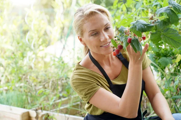 Woman Vegetable Garden Picking Raspberries — Stock Photo, Image