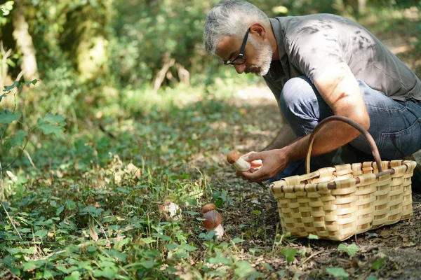 Man Hood Picking Ceps Mushrooms — Stock Photo, Image