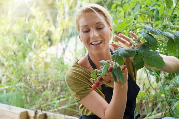 Woman Vegetable Garden Picking Raspberries — Stock Photo, Image