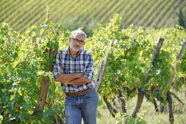 Winemaker Standing Vineyard — Stock Photo, Image