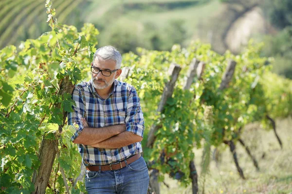 Winemaker Standing Vineyard — Stock Photo, Image