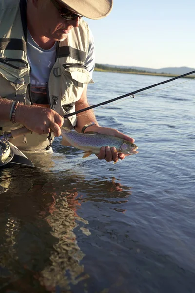 Pescador Mosca Captura Trucha Arco Iris Río —  Fotos de Stock