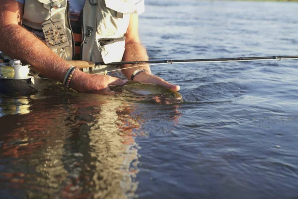 Fly Fisherman Catching Rainbow Trout River — Stock Photo, Image