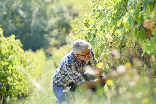 Bağ Satır Üzüm Kontrol Winegrower — Stok fotoğraf