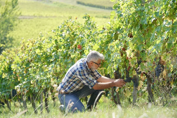 Winegrower Checking Vineyard Rows Grapes — Stock Photo, Image