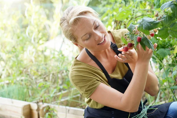 Mujer Huerta Recogiendo Frambuesas —  Fotos de Stock