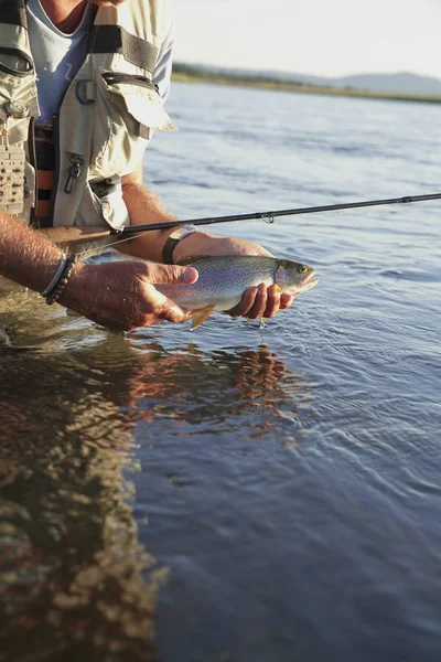 Fliegenfischer Fängt Regenbogenforelle Fluss — Stockfoto