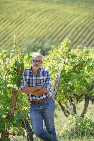 Winemaker Standing Vineyard — Stock Photo, Image