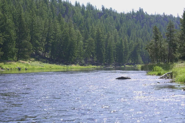 Fiume Madison Nel Parco Yellowstone — Foto Stock