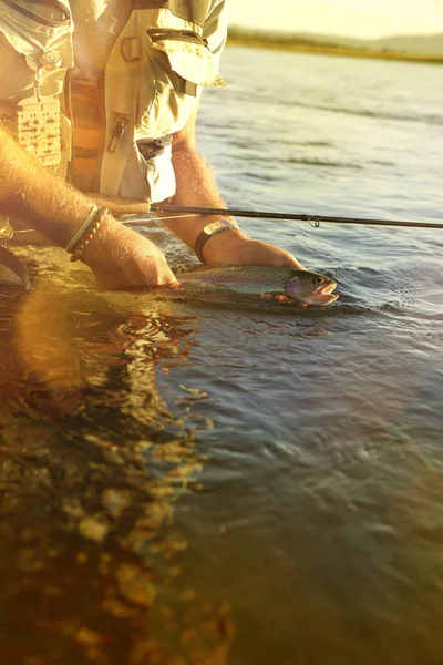 Mosca Pescador Captura Truta Arco Íris Rio — Fotografia de Stock