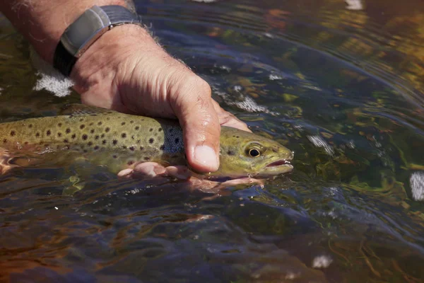 Nahaufnahme Von Bachforellen Die Von Fischern Gefangen Werden — Stockfoto