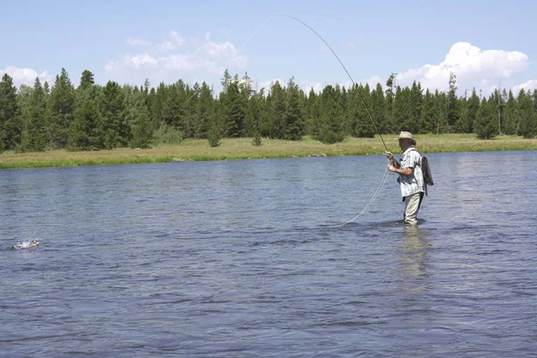 Fly Fisherman Catching Fish River Royalty Free Stock Images