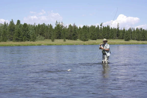 Fly Fisherman Catching Fish River Stock Image