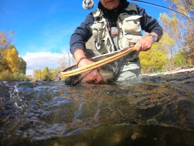 bir sinek balıkçı tarafından bir gökkuşağı alabalık yakalama