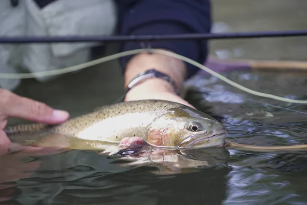 Attraper Une Truite Fardée Par Pêcheur Mouche — Photo