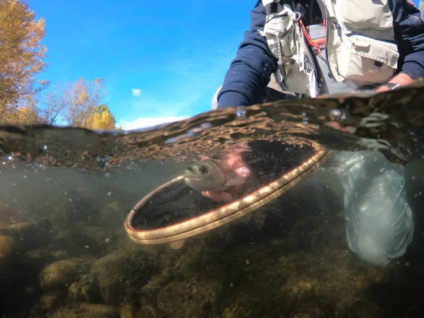 Attraper Une Truite Arc Ciel Par Pêcheur Mouche — Photo