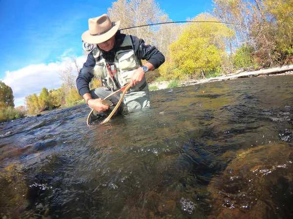 Attraper Une Truite Arc Ciel Par Pêcheur Mouche — Photo