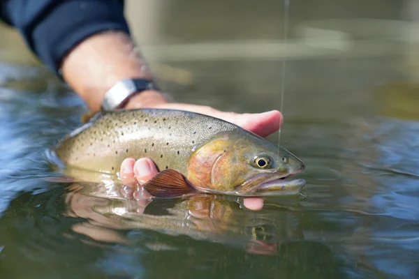 Trucha Garganta Corta Pesca Con Mosca —  Fotos de Stock