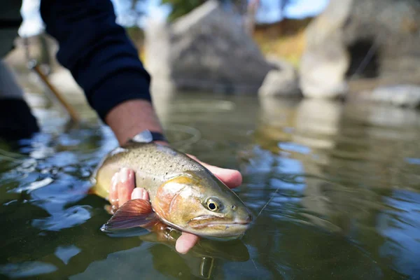 Forel Cutthroat Vliegvissen — Stockfoto