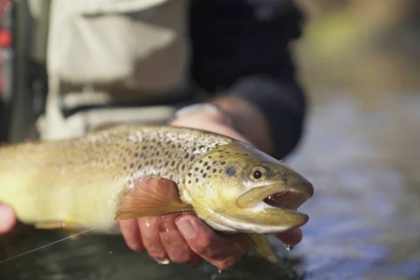 catching a brown trout by a fly fisherman