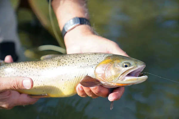 Forellen Halskehl Fliegenfischen — Stockfoto