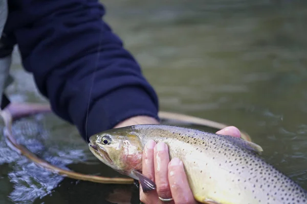 Pegar Uma Truta Cutthroat Por Pescador Mosca — Fotografia de Stock