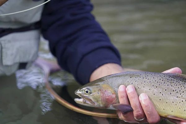 Fånga Cutthroat Öring Flugfiskare — Stockfoto