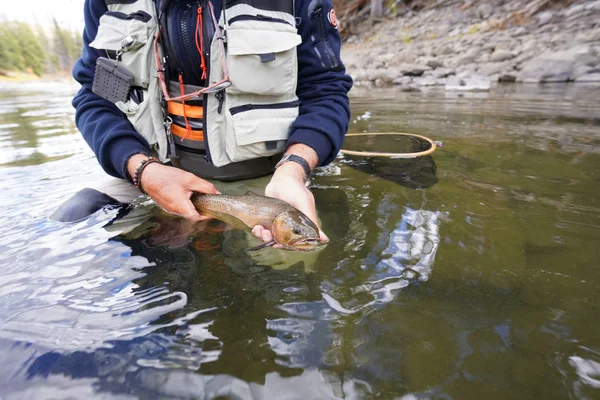 Attraper Une Truite Fardée Par Pêcheur Mouche — Photo