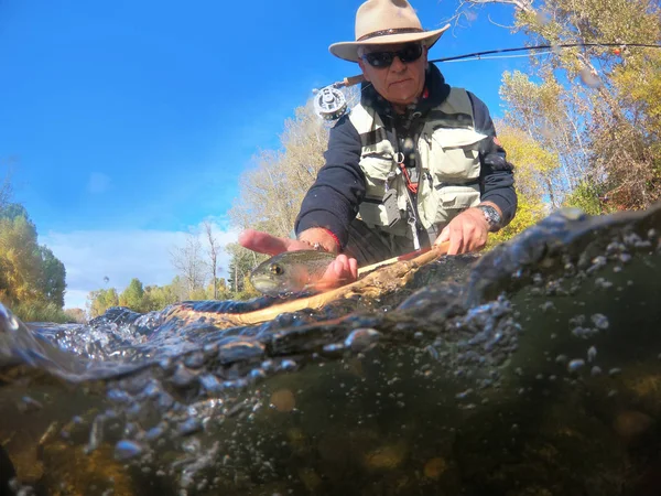 Pegar Uma Truta Arco Íris Por Pescador Mosca — Fotografia de Stock