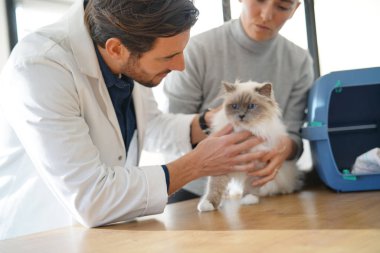 Yakışıklı veteriner sahibi ile klinikte güzel kedi bakıyor