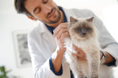 Yakışıklı veteriner veteriner kliniğinde güzel kedi bakıyor 