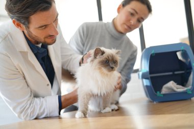 Yakışıklı veteriner sahibi ile klinikte güzel kedi bakıyor