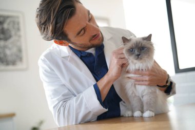 Yakışıklı veteriner veteriner kliniğinde güzel kedi bakıyor 