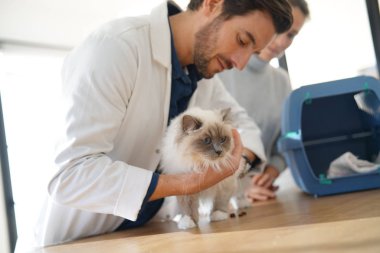 Yakışıklı veteriner sahibi ile klinikte güzel kedi bakıyor