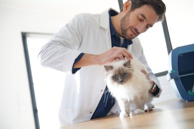 Yakışıklı veteriner veteriner kliniğinde güzel kedi bakıyor 